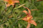 Orange daylily